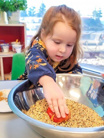 Making bird feeders with sliced apples and seeds