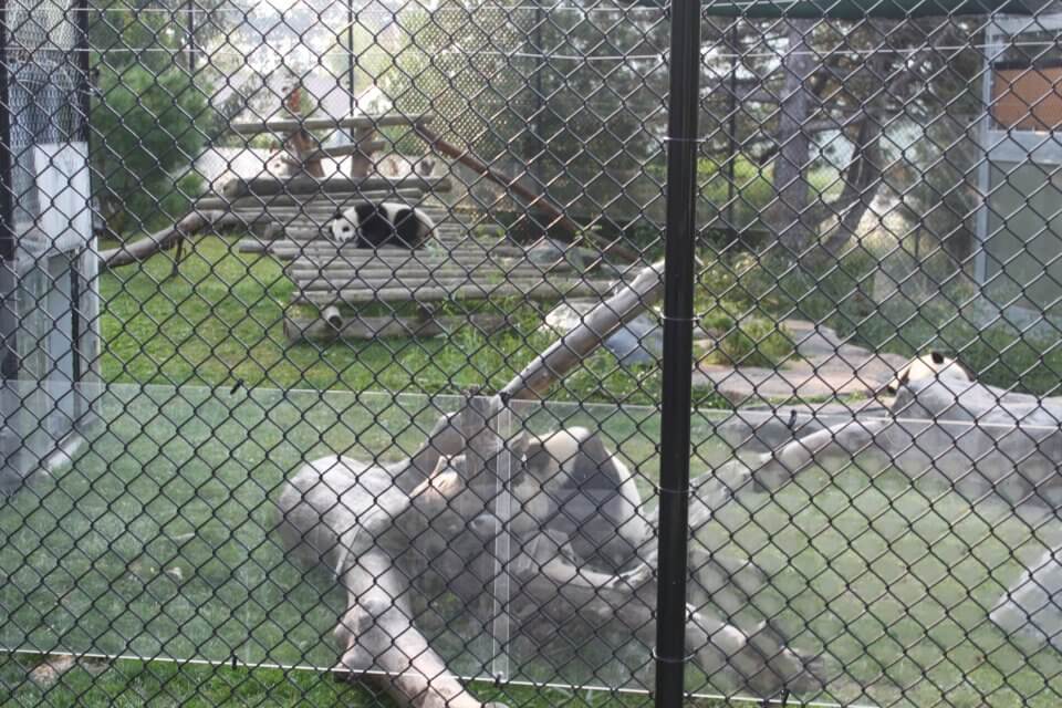 Bloor Toronto Zoo activities with daycare