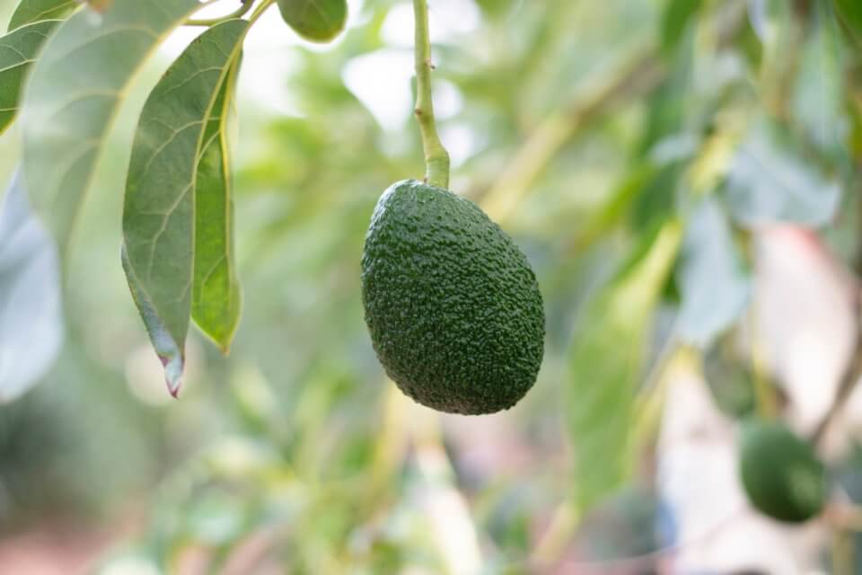 Avocado tree in the jungle