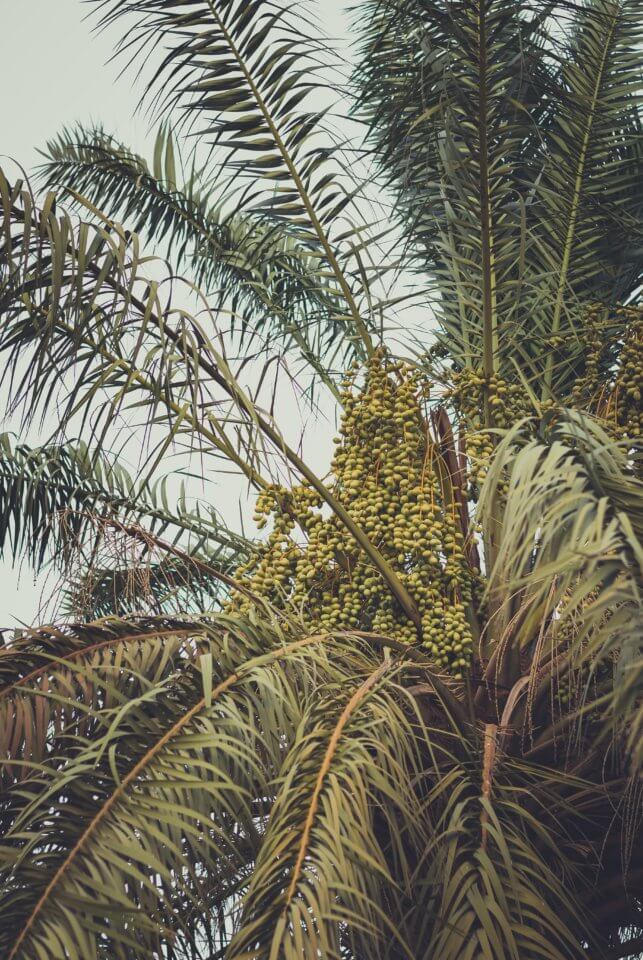 Palm tree with dates